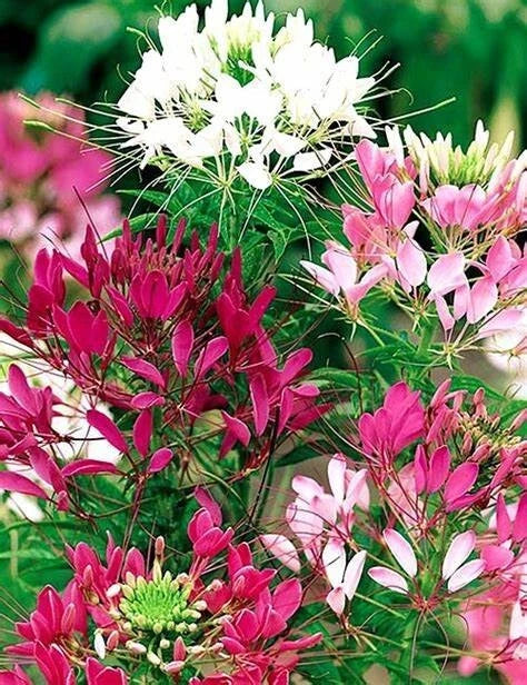 Bright Pink White Mix Spider Seeds - 100 Pack - Clome Spinosa Perennial - Attracts Pollinators - Easy to Grow