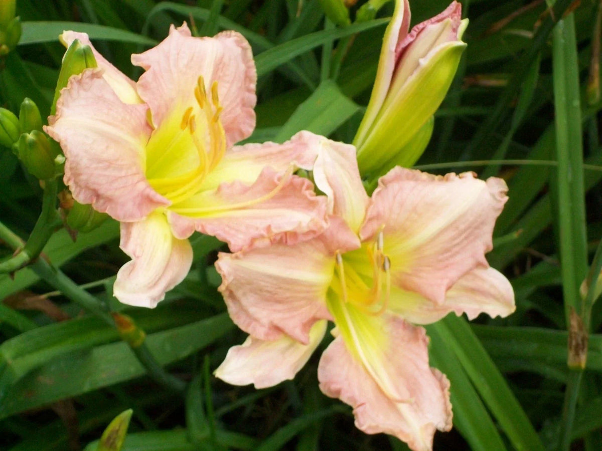 Antique Rose Daylily Plant - 1 Healthy Perennial Flower - Hemerocallis 'Antique Rose' - Vibrant Blooms for Gardens