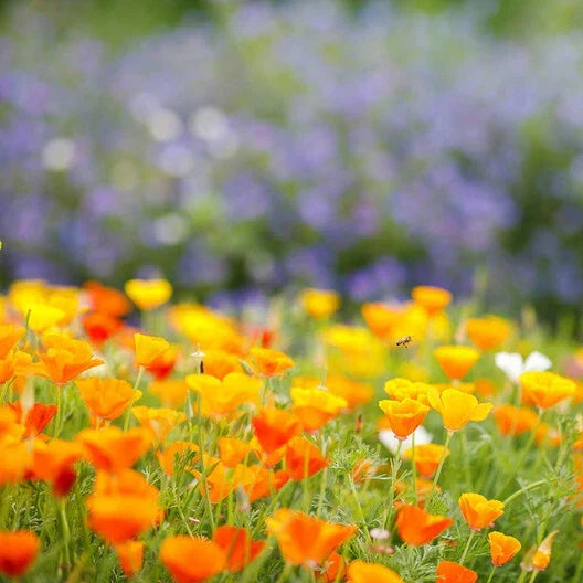 California Poppy Seeds - 1000 Non-GMO Orange Wildflower Seeds - Eschscholzia californica - Annual/Perennial Gardening