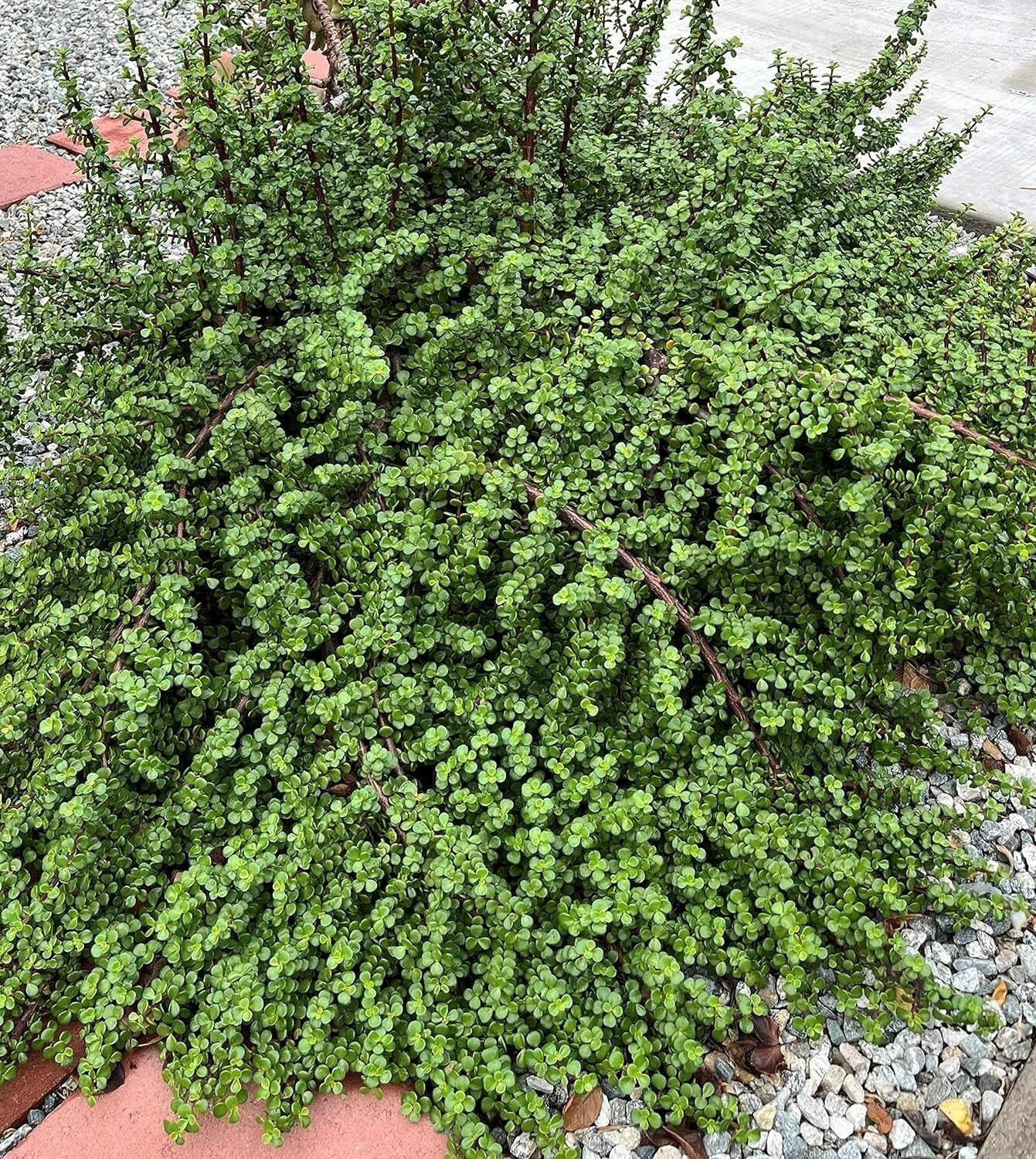 20 Cuttings Elephant Bush Succulent Red Stem Portulacaria afra for Indoor Gardening and Home Decor