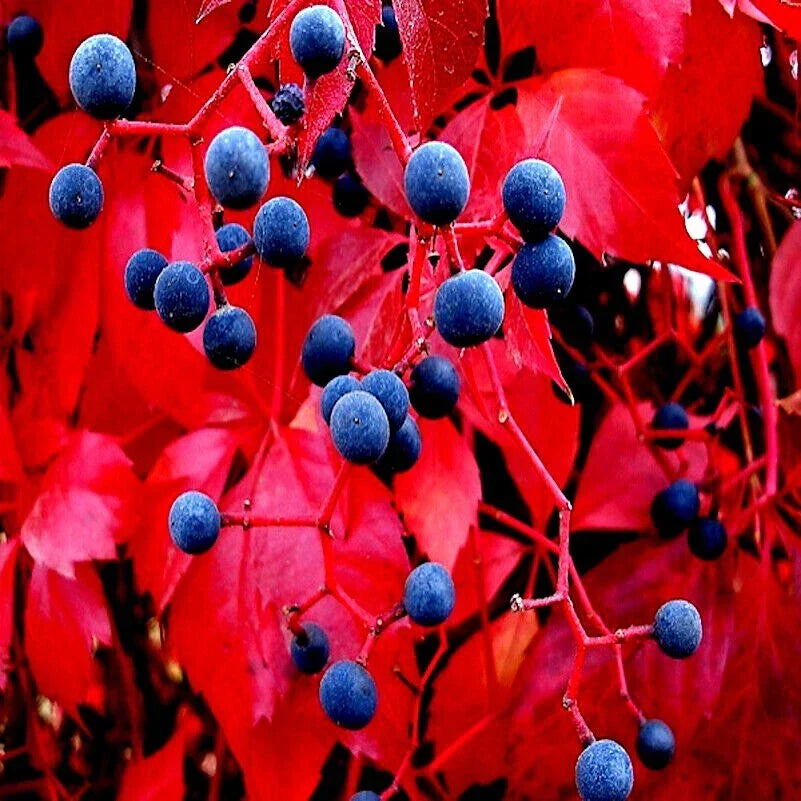 Virginia Creeper Vine Seeds - Fast Hardy Climber - Parthenocissus quinquefolia - Ideal for Trellises, Fences & Gardens