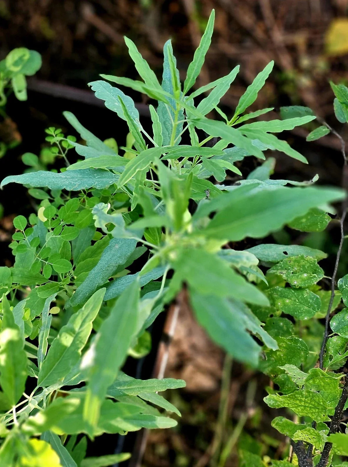 Organic Heirloom Pipicha Seeds, 25 Rare Chepiche Seeds (Porophyllum linaria) for Culinary Gardens