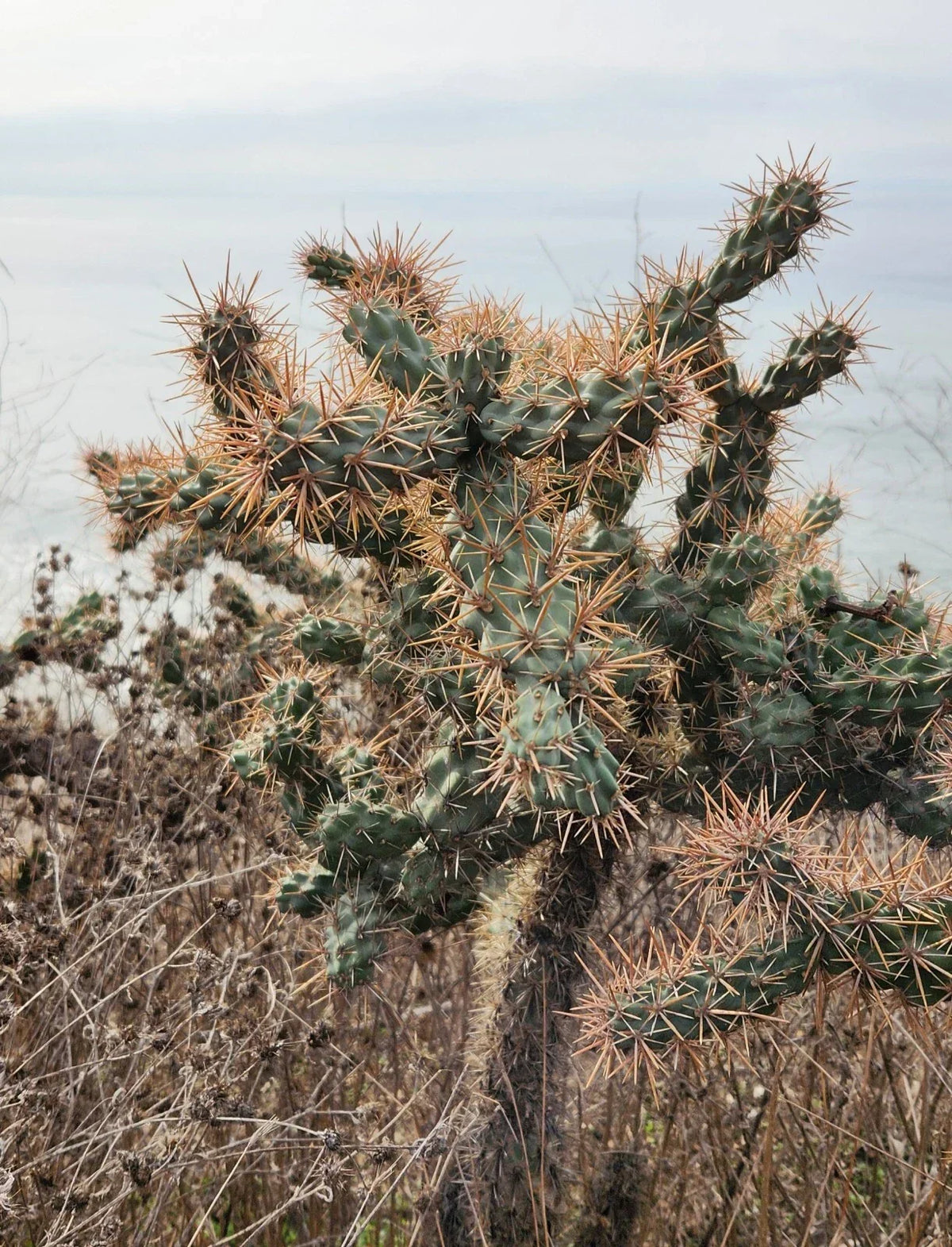 Cylindropuntia Prolifera Coastal Cholla Cactus Pup Cutting - Drought-Tolerant Plant for Container Gardening - Los Angeles CA