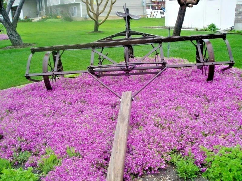Purple Rockcress Flower Seeds - 500+ Drought Tolerant Groundcover - Aubrieta deltoidea - Vibrant Purple Blooms for Containers