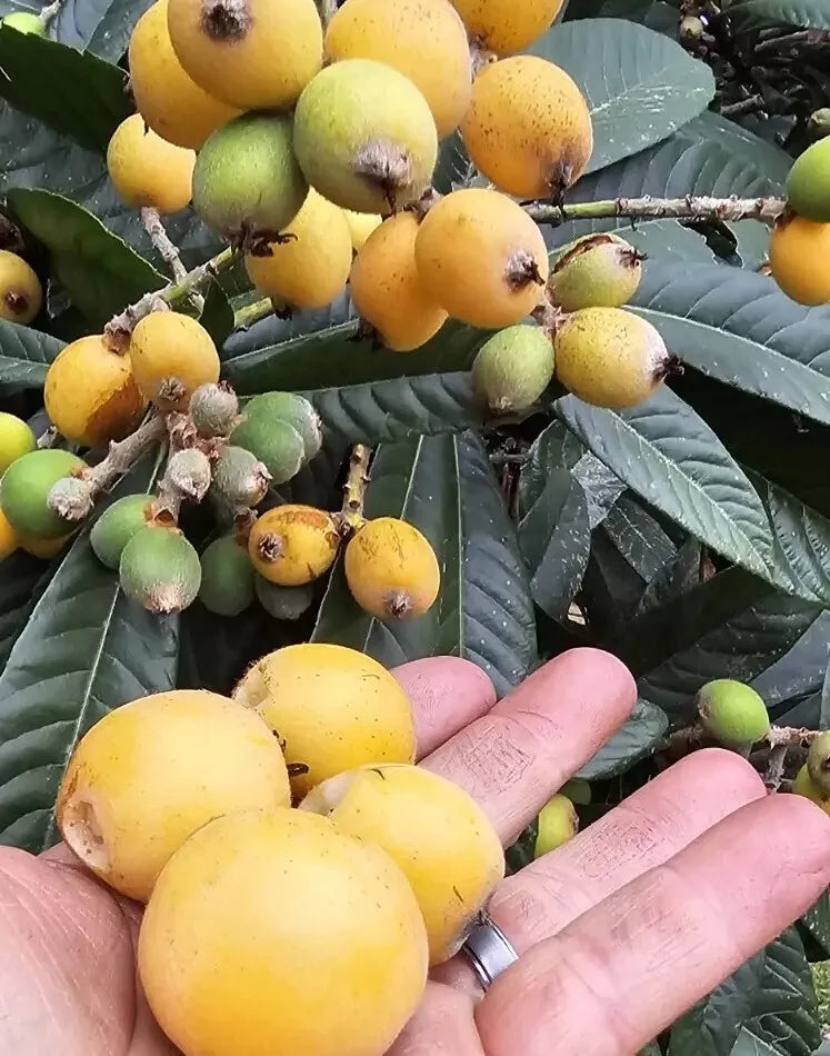 Loquat Fruit Trees Set of 5 - Fast-Growing Evergreen Seedlings, Eriobotrya japonica, USDA Zone 8