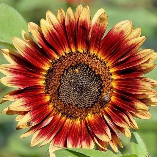 Indian Blanket Sunflower Seeds - 50+ Native Wildflower Seeds for Pollinators - Gaillardia pulchella, Easy to Grow