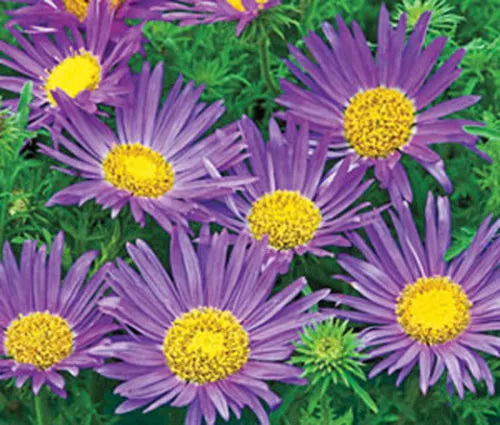 Tahoka Daisy Seeds - 150 Seeds - Blue Prairie Aster - Symphyotrichum frondosum - Drought-Tolerant Wildflower Seeds