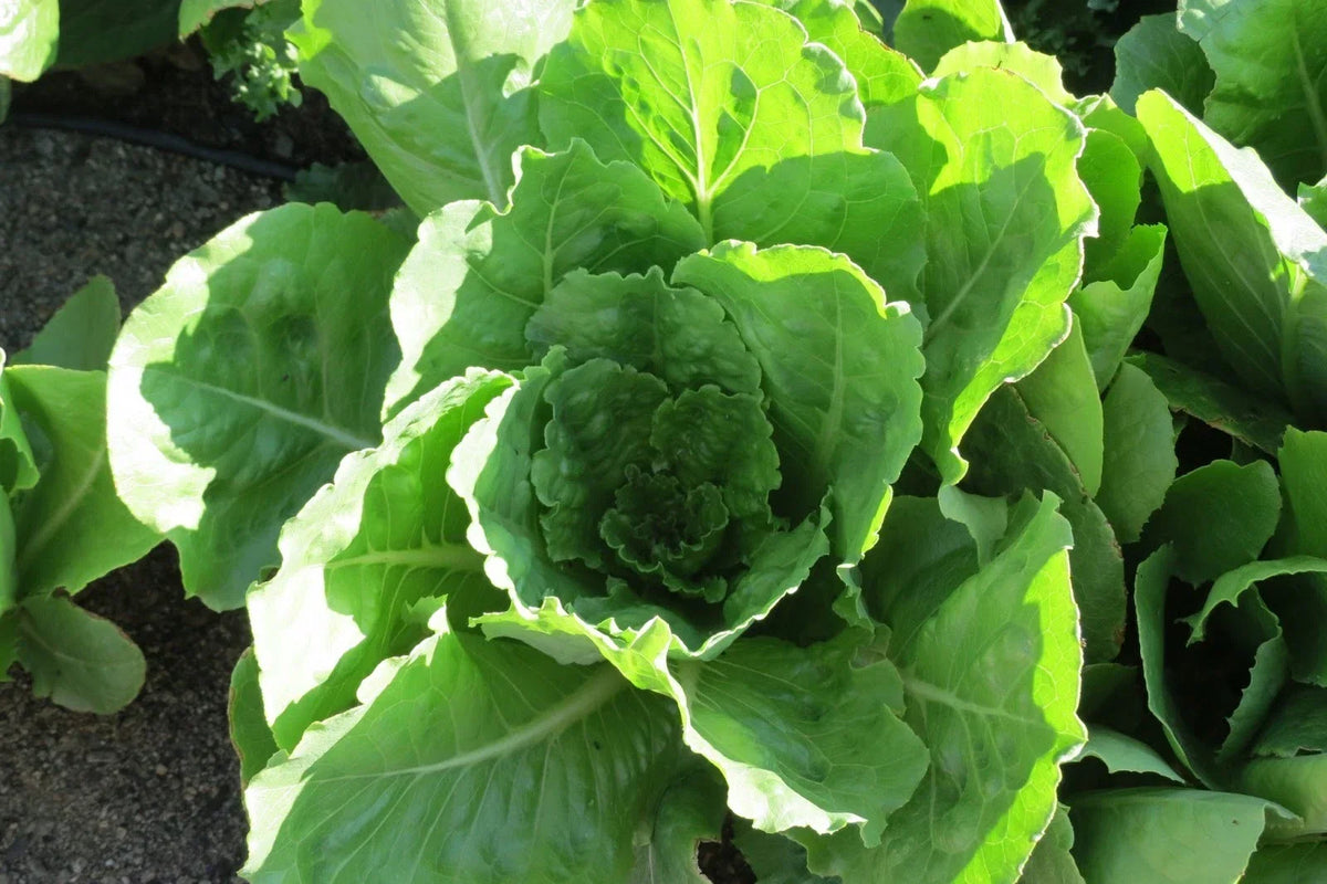 Lettuce Seeds - Vivian Romaine - Non-GMO, High Germination - Lactuca sativa - Ideal for Home Gardening