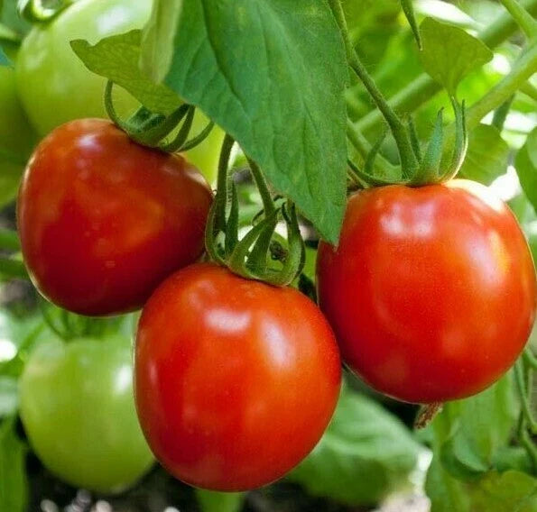 Glacier Tomato Seeds 50+ Pack | Determinate Cool Season Vegetable | Solanum lycopersicum | Ideal for Gardens & Containers