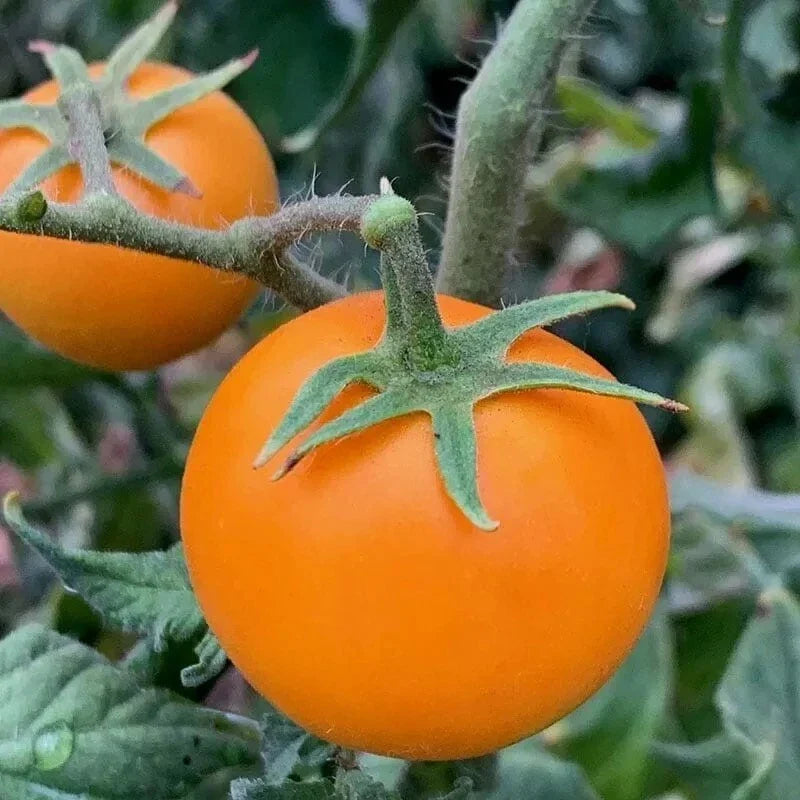 Organic Orange Cherry Tomato Seeds - 30+ Heirloom Variety - Solanum lycopersicum - Perfect for Home Gardens