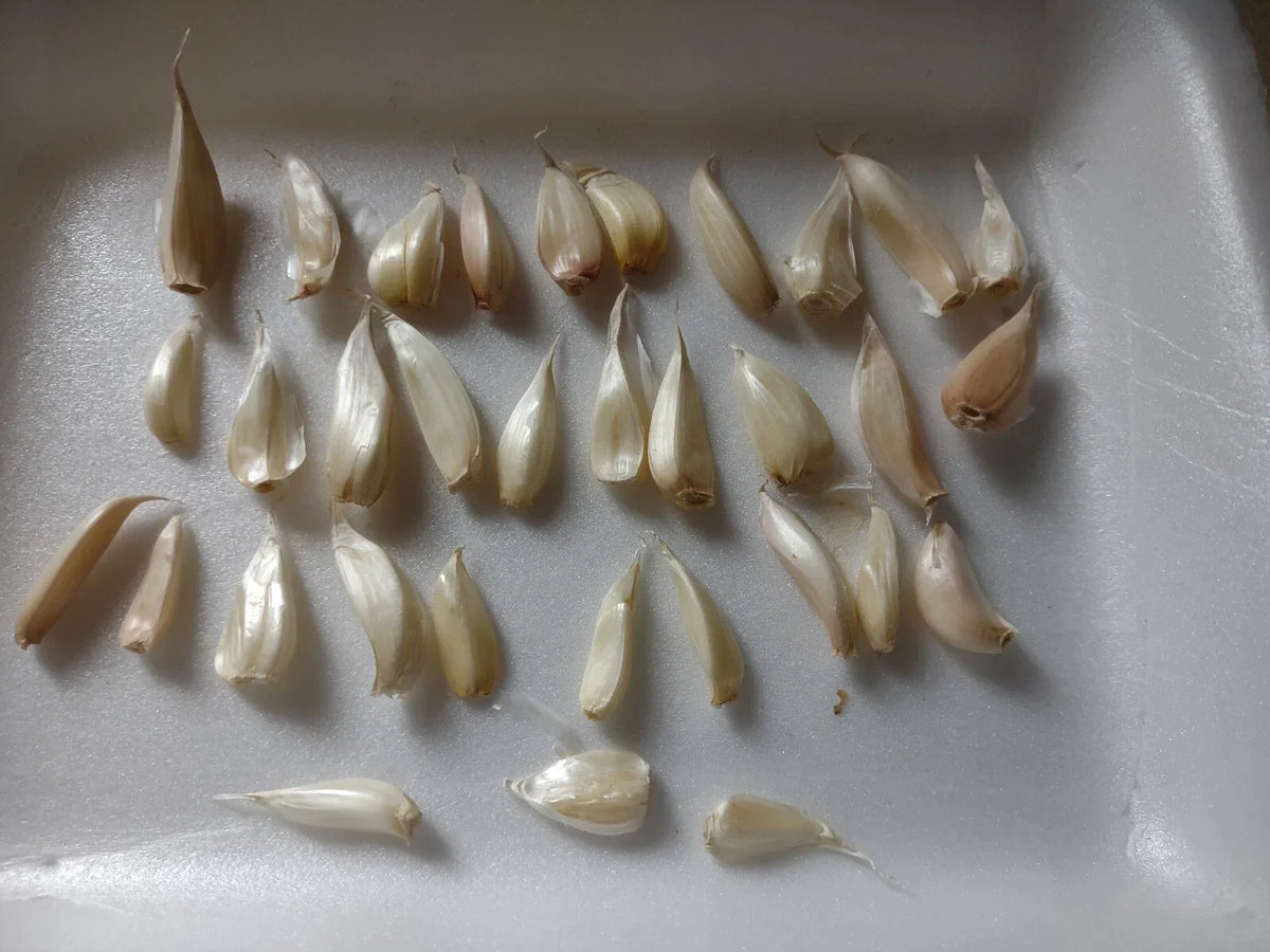 Organic Garlic Cloves Seeds - 30+ Hand-Harvested Allium Sativum for Planting, White Cloves with Green Shoots