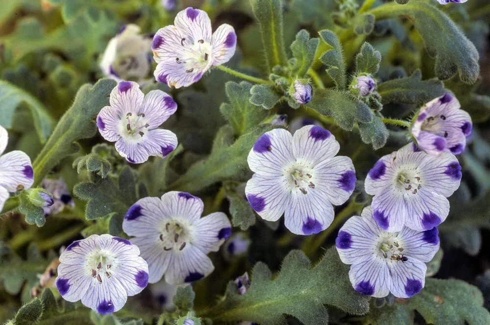 Five Spot Flower Seeds 500 Count - Blue and White Blooms - Nemophila maculata - Spring Garden Perennial