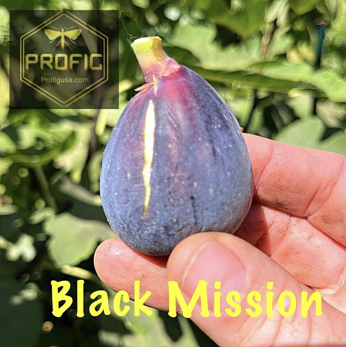 Ficus Black Mission Fig Tree Plant - Potted 1-2 Feet - Cold Hardy Ficus carica - Sweet Figs for Gardens & Patios