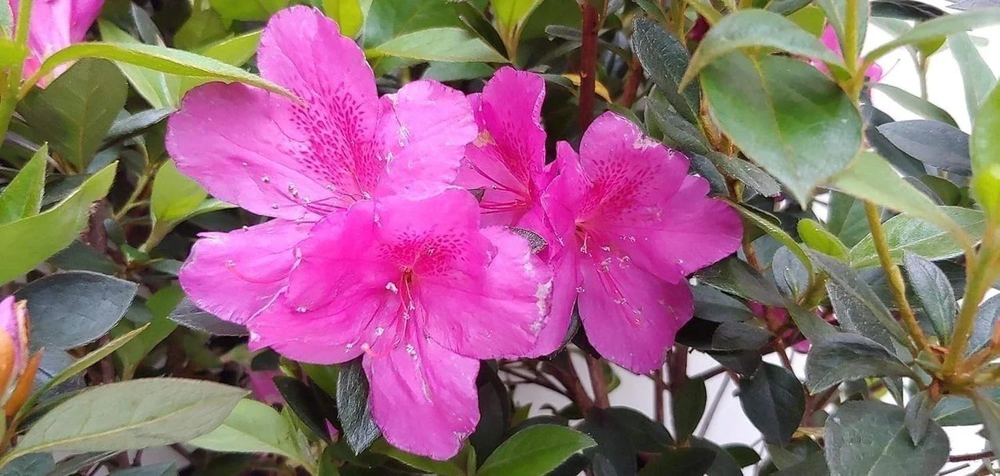 Purple Formosa Azalea Shrub 3 Inch Pot Rhododendron obtusum - Vibrant Purple Flowers, Compact Evergreen Plant for Gardens