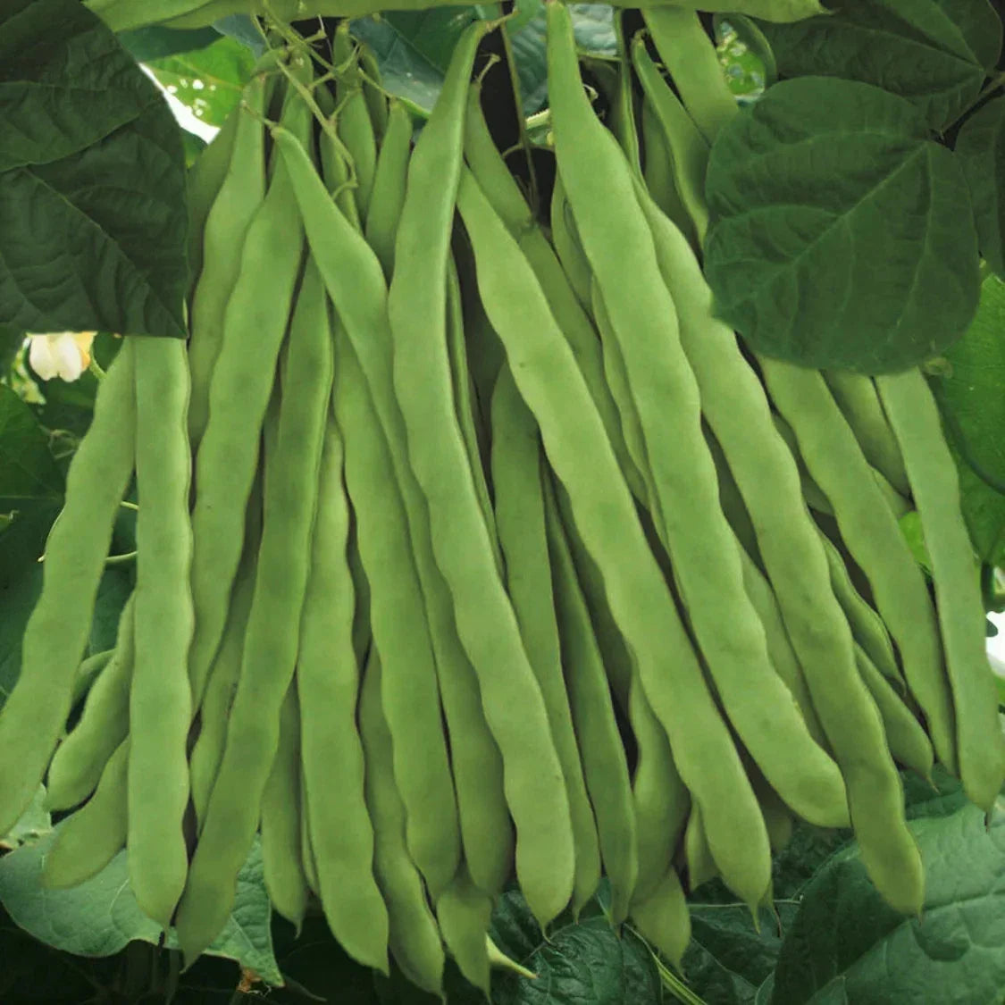 Qing Bian Romano Bean Seeds - Non-GMO Pole Variety, Stringless Green, Phaseolus vulgaris, Ideal for 2025 Planting, 50 Seeds
