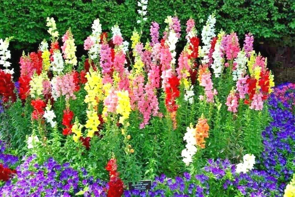 Snapdragon Flower Seeds - 2001+ Tetra Mix - Easy to Grow Annuals for Garden, Patio & Containers - Antirrhinum majus