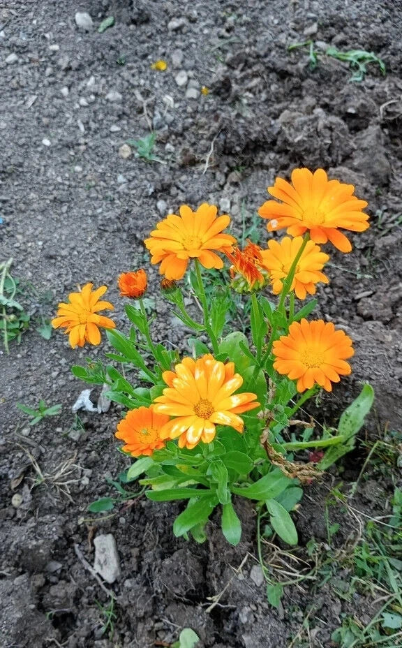 Calendula Seeds Mix - 50 Pcs Pot Marigold - Pacific Beauty Variety - Calendula officinalis - Easy to Grow Garden Flower Seeds