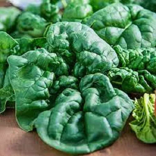 Organic Spinach Seeds - Bloomsdale Heirloom Variety - Non-GMO, Spinacia oleracea - 150 Seeds for Home Garden