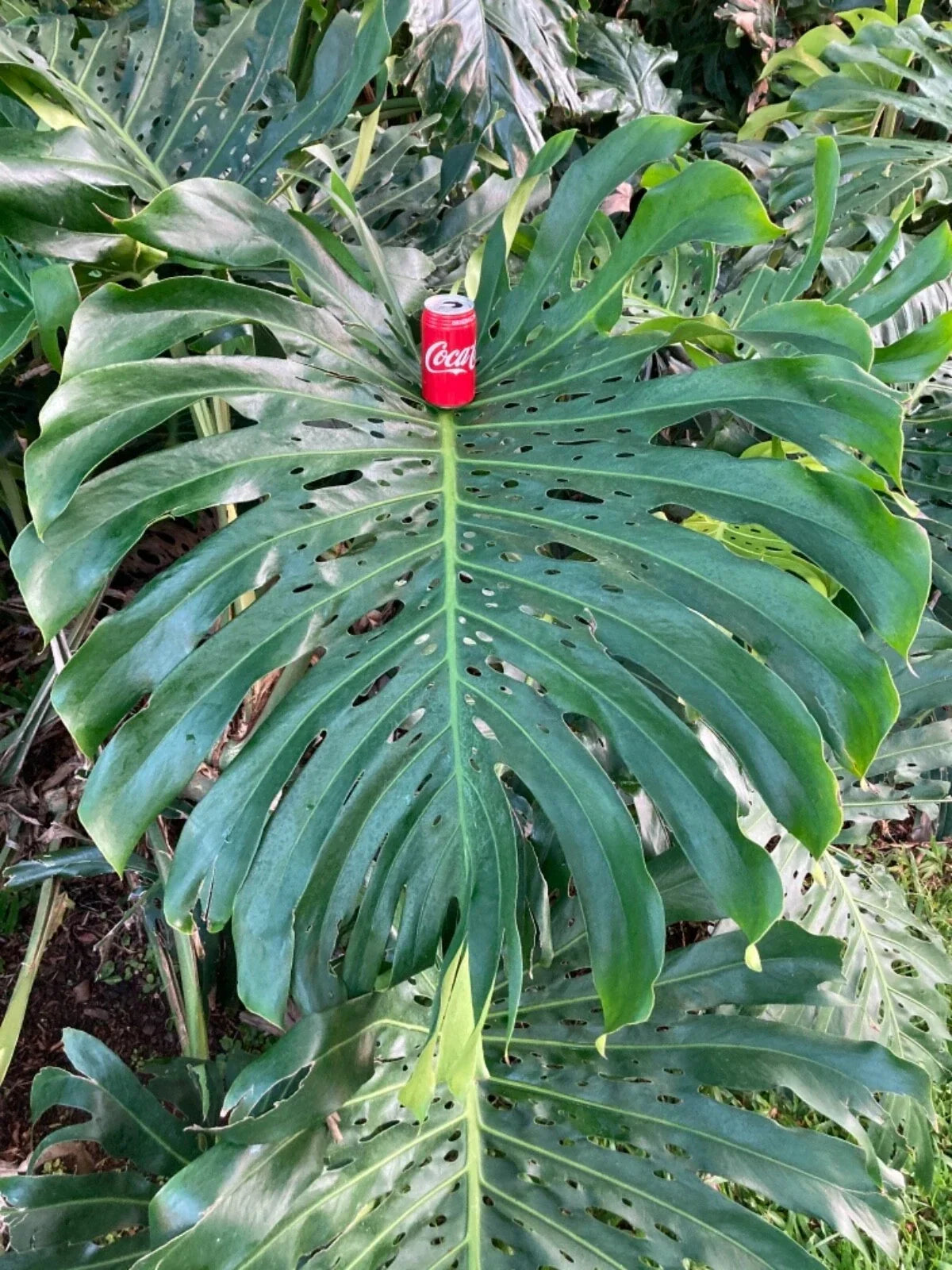 Monstera Deliciosa Cuttings 10"-12" Giant Swiss Cheese Vine for Propagation, Monstera deliciosa Houseplant