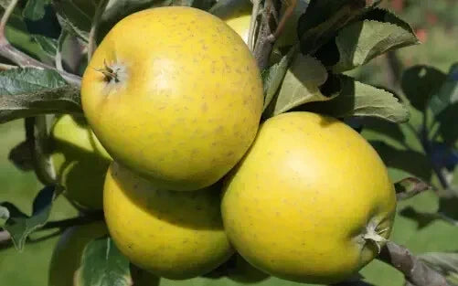 American Mother Apple Seeds - 25+ Seeds for Gardening - Malus domestica - Non-GMO, Sweet Apples, USA