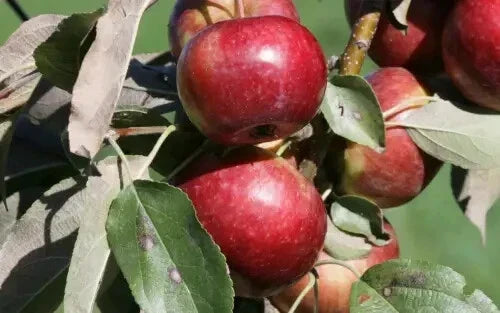 Frostbite Apple Seeds Pack of 25+ for Garden Planting - Malus domestica - High Germination Rate - USA
