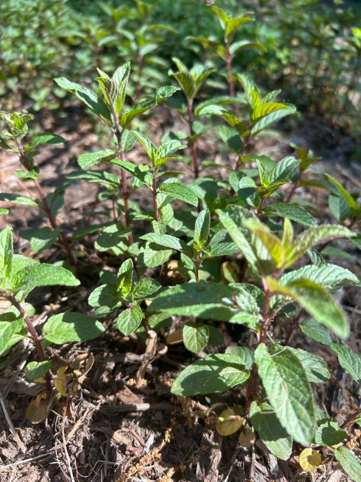 Chocolate Mint Plant - Bare Root Black Peppermint - Mentha × piperita 'Chocolate' - Aromatic Culinary Herb for Garden