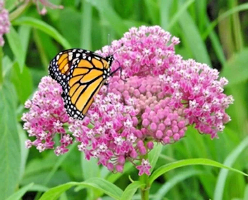 Swamp Rose Milkweed Seeds - 51+ Count - Asclepias incarnata - Native Wildflower for Container & Patio Garden