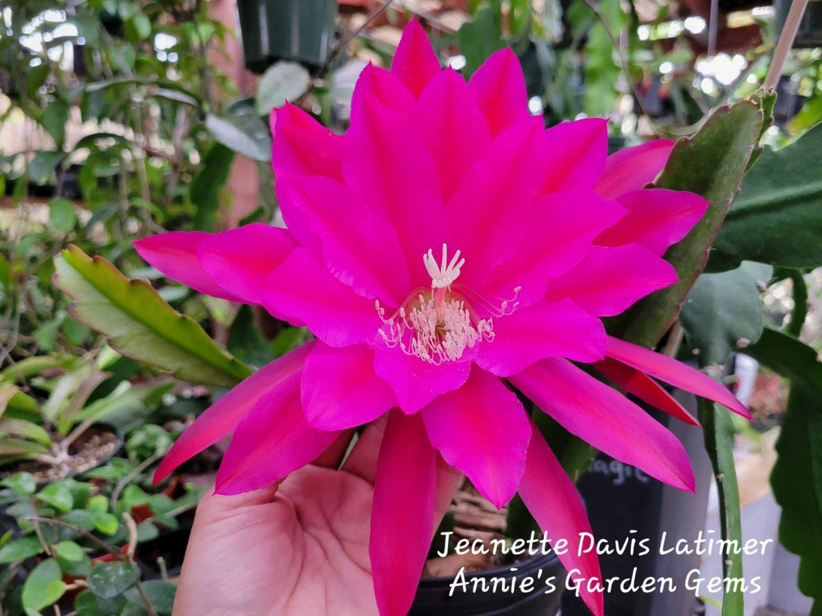 Epiphyllum Cuttings 8-10 Inches Jeanette Davis Latimer Unrooted Epiphyllum Hybrid for Propagation