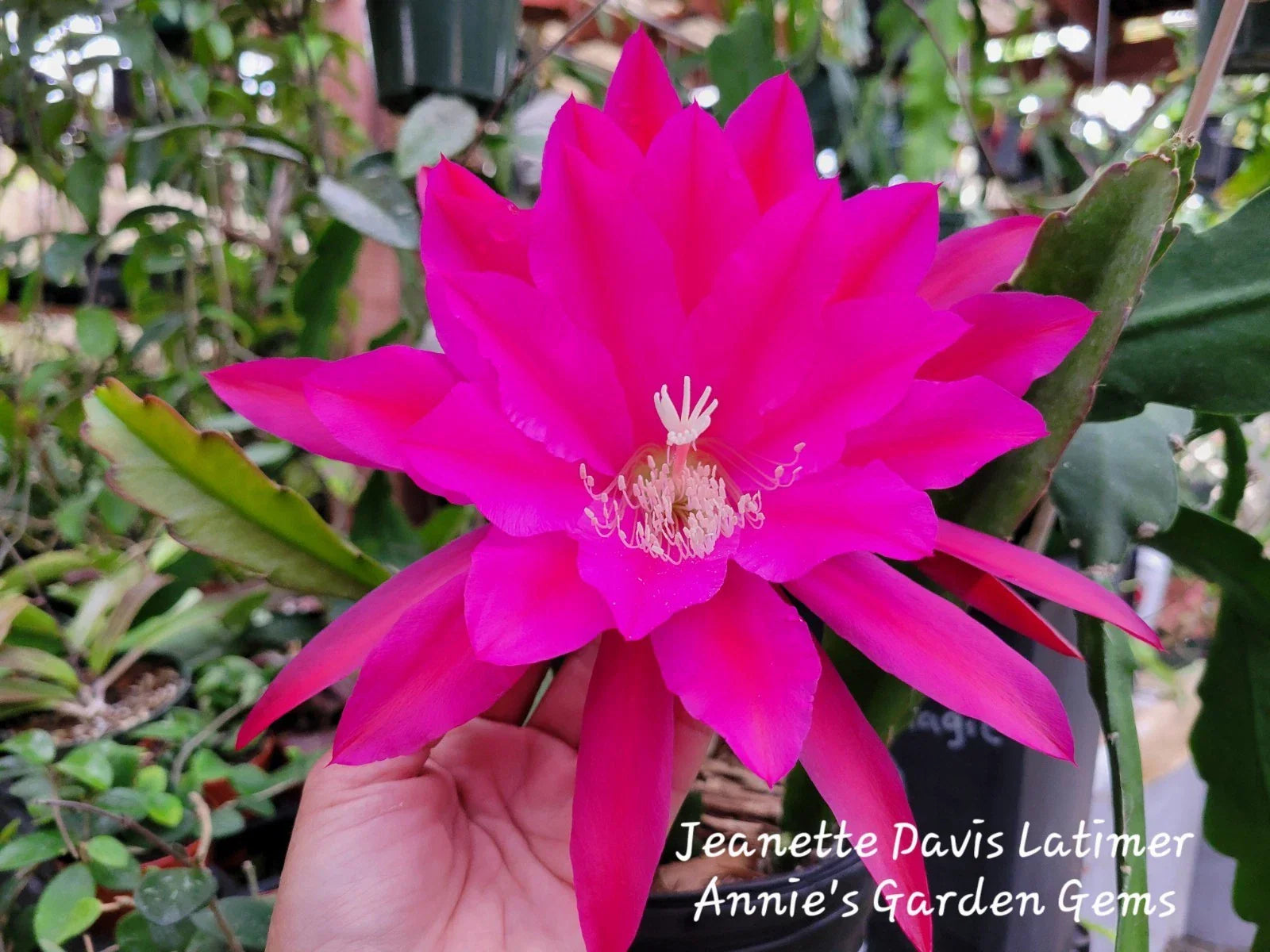Epiphyllum Cuttings 8-10 Inches Jeanette Davis Latimer Unrooted Epiphyllum Hybrid for Propagation