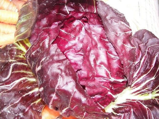 Radicchio Seeds - Palla Rosa - Non-GMO Heirloom - Cichorium intybus - 200 Seeds for Home Gardening and Culinary Use