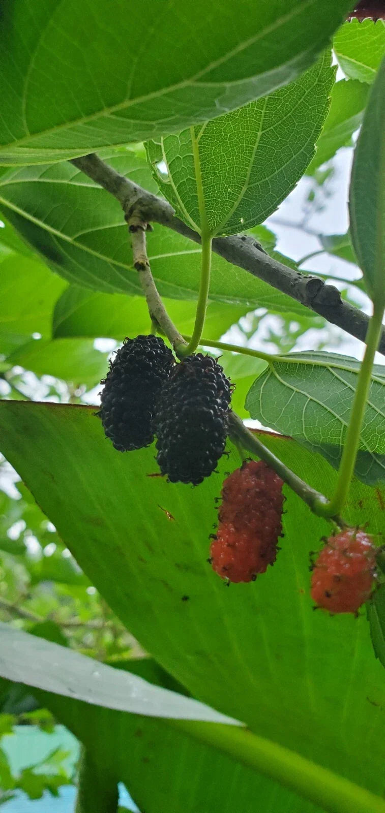 Mulberry Fruit Tree Rooted Cutting - Morus nigra - Edible Fruit, Easy to Grow, Ideal for Home Gardens and Orchards