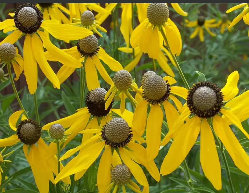 Coneflower Seeds 500 Non-GMO Grey-Headed Perennial Echinacea Ratibida pinnata Early Blooms Attracts Pollinators Bees