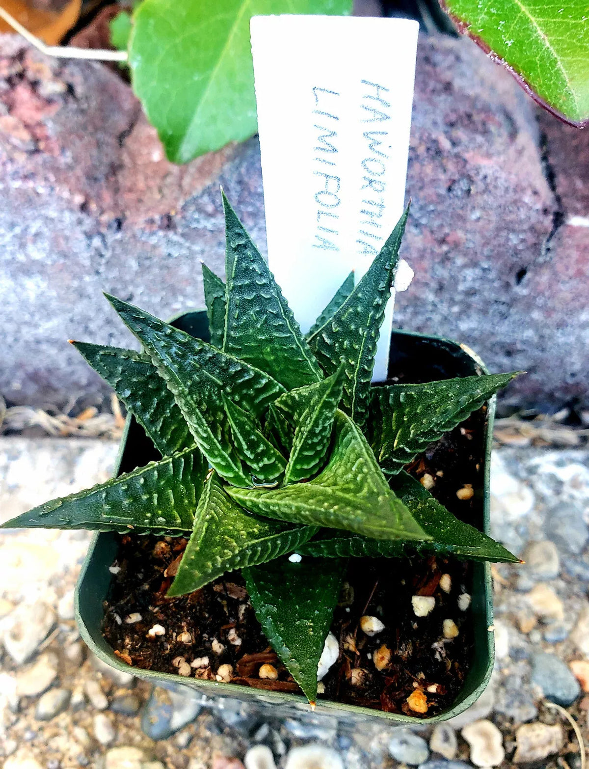 Gasteria Limifolia Fairy Washboard Succulent - 2" Rooted Plant - Low Maintenance Indoor Plant, Cactus Mix Friendly