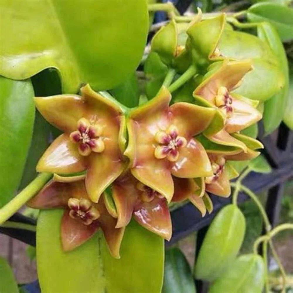 Hoya Ariadna Plant - 3.5" Pot - Trailing Vine - Eriostemma Ariadna - Perfect for Indoor Gardening and Home Decor