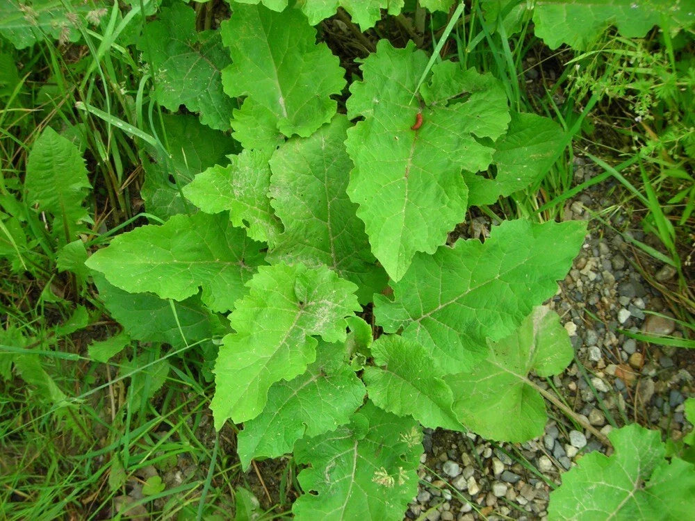 Burdock Live Starter Plant Bare Root 1+ Year Old Arctium lappa Herbal Taproot Hardy Zones 5-9 Green Foliage