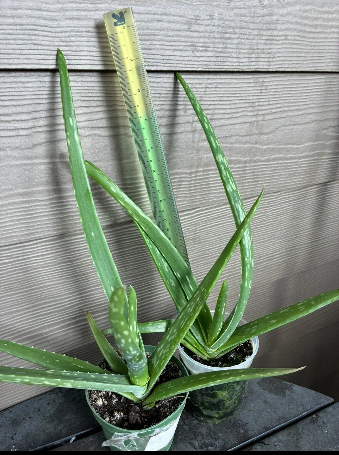 Aloe Vera Succulent Plants 2 Pack 4" Pots Indoor Houseplants Aloe barbadensis miller Drought-Tolerant Green Decor