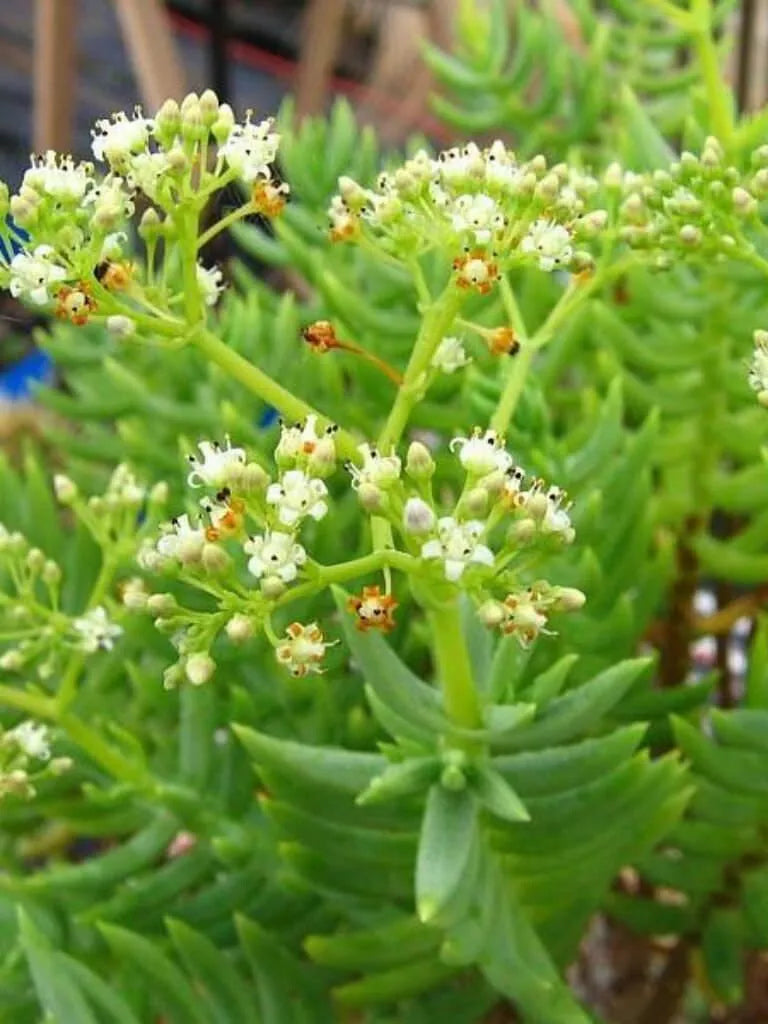 Succulent Crassula Tetragona Miniature Pine Tree 2-4" Live Plant - Low Maintenance Bonsai for Home Decor