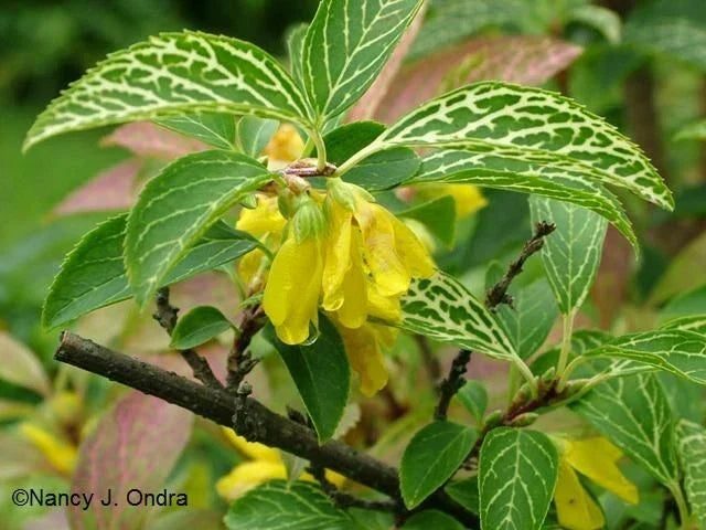 Forsythia Starter Plant 6-12 Inch Variegated Yellow Flowers Forsythia viridissima variegata