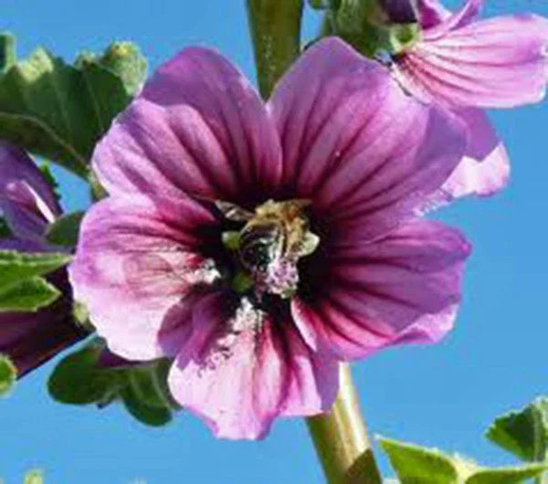 Rose Mallow Seeds, 25+ Pack, Bright Rose Flowers, Hibiscus moscheutos - Ideal for Gardens & Pollinator Attraction