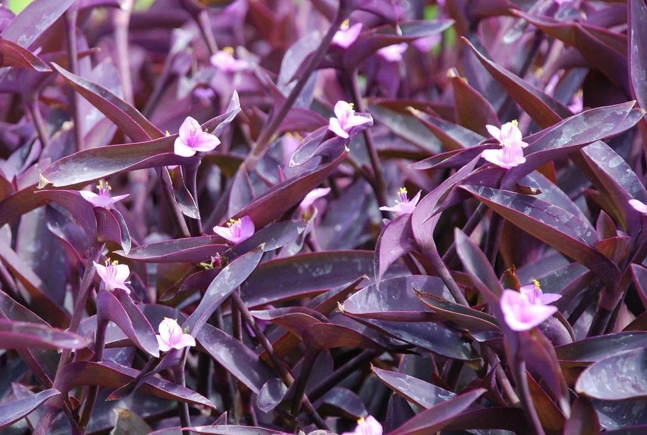 Purple Heart Wandering Jew Cuttings 4+ Fresh Cuttings Tradescantia pallida Easy to Grow Houseplant Indoor Outdoor