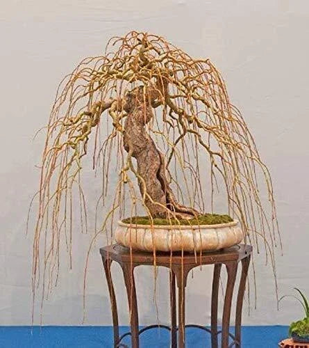 Golden Curls Willow Cutting - Live Plant - Rare Bonsai Variety - Salix matsudana 'Golden Curls' - Unique Curly Foliage