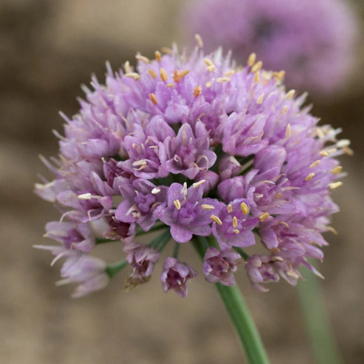 Allium Blue Eddy Ornamental Onion Plant 5.25 Inch Pot - Perennial Flowering Onion (Allium caeruleum) - Sun-Loving Garden Plant