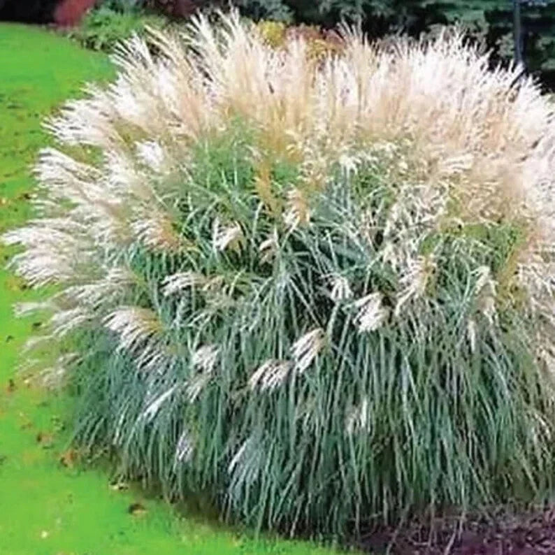 Silver Morning Light Maiden Grass Seeds - 100 Organic Seeds - Miscanthus sinensis 'Morning Light' - Drought-Resistant Ornamental Grass