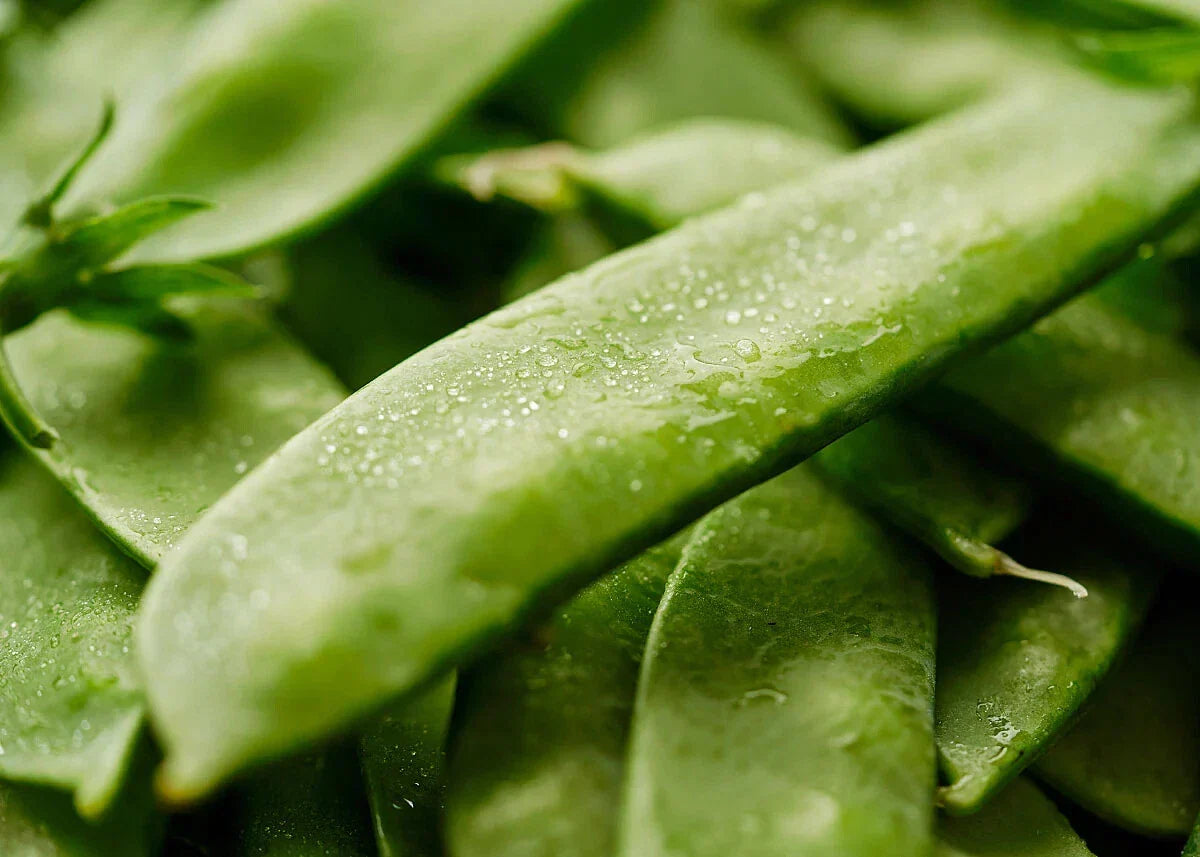 Mammoth Melting Sugar Snow Pea Seeds - Heirloom, NON-GMO, Pisum sativum - Sweet Flavor, Large Tender Pods