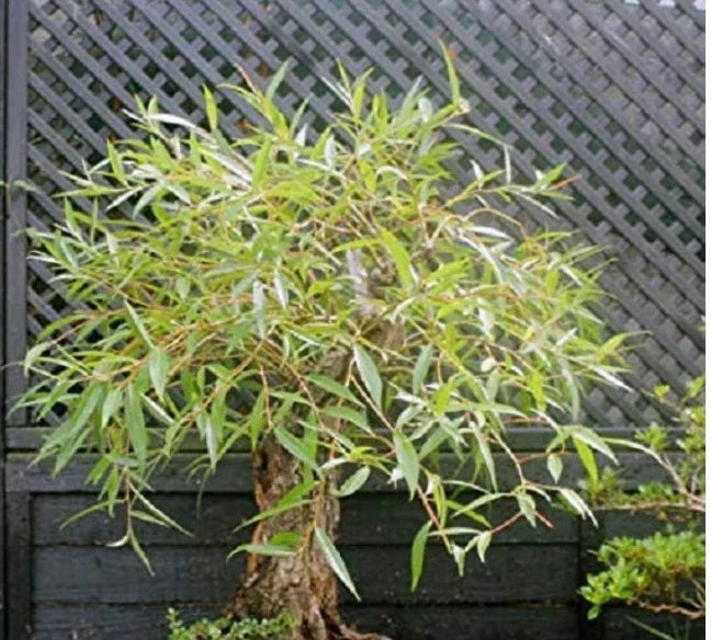Bonsai Tree Cutting - Large Globe Willow with Thick Trunk - Salix babylonica - Ideal for Indoor/Outdoor Gardening