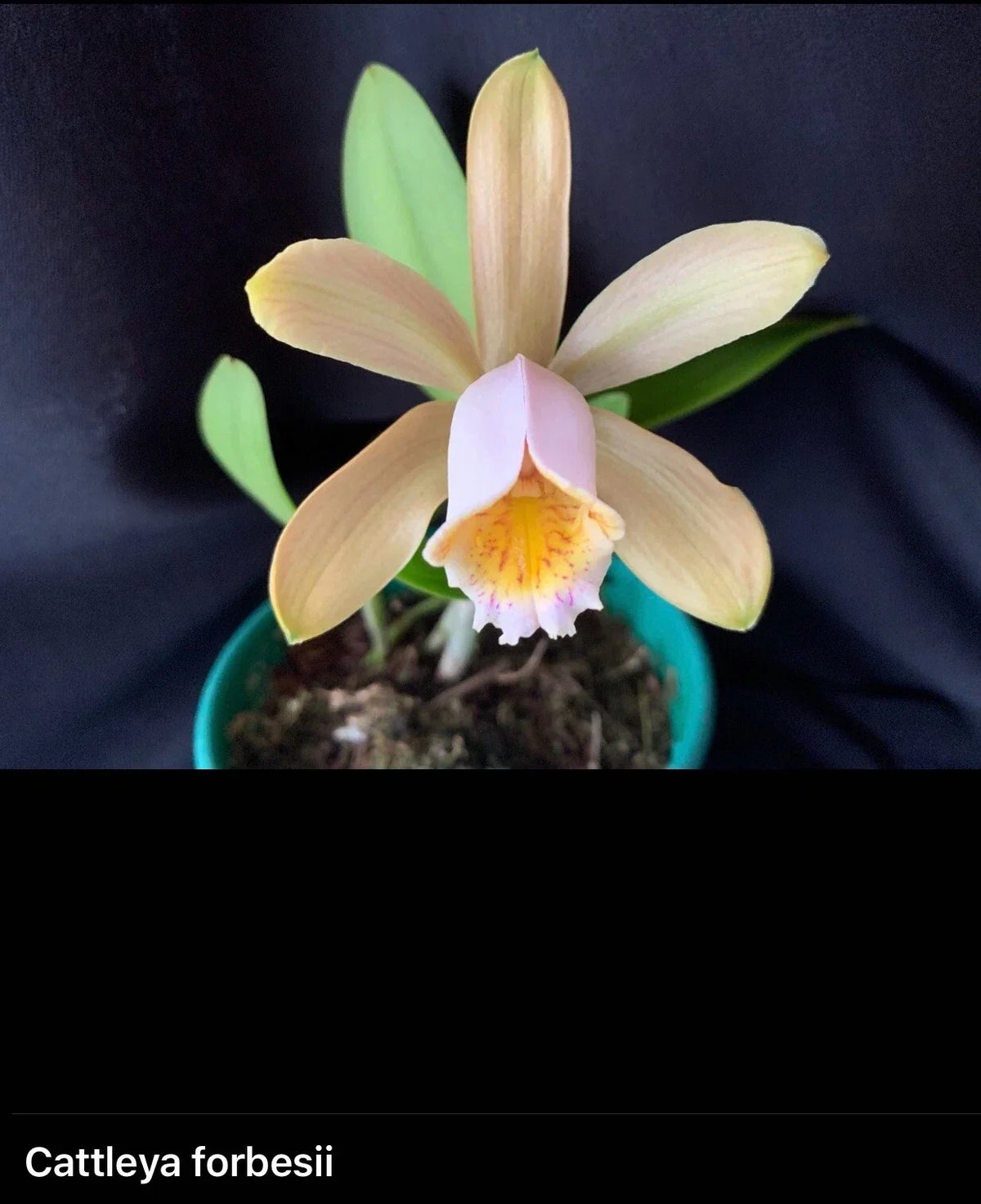 Cattleya Forbesii Orchid - Bare Root Exotic Blooms - Cattleya forbesii - Perfect for Plant Lovers and Beginners