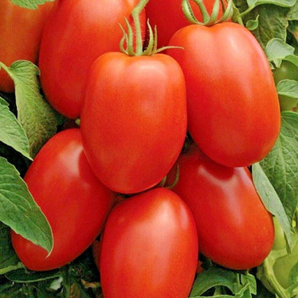 Roma Tomato Seeds - 101+ Organic Paste Variety for Sauces & Salads - Solanum lycopersicum - Ideal for Garden & Container Planting