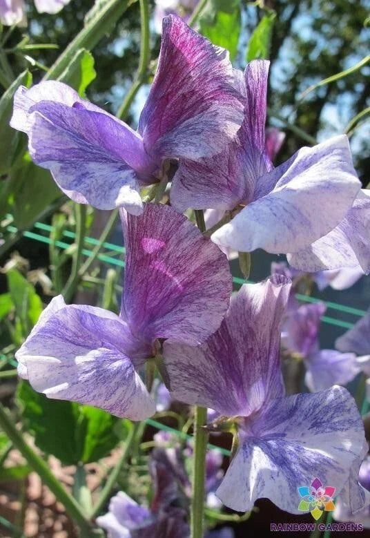 Earl Grey Sweet Pea Seeds - 50 Pack - Fragrant Climbing Flower - Lathyrus odoratus - Lavender & Cream Blooms - USA