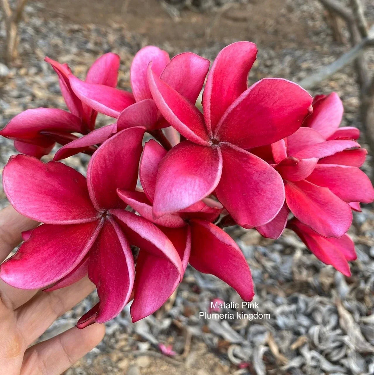 5 Plumeria Seeds - Bright Pink Hawaiian Flower Lei - Plumeria rubra - Easy to Grow, Fragrant Blooms for Gardens and Landscapes