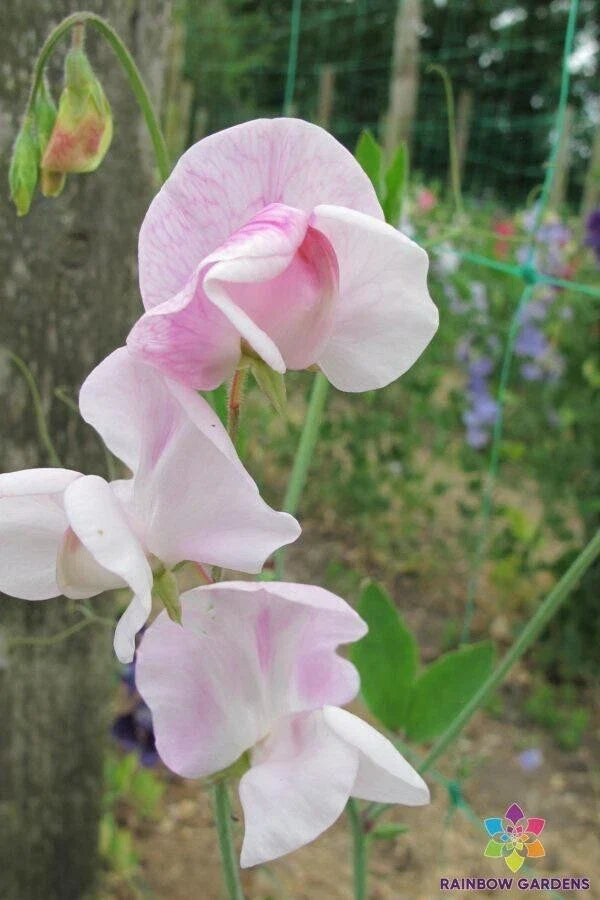 Enigma Sweet Pea Seeds - 50 Pack - Lathyrus odoratus - Non-GMO Garden Planting - Colorful & Fragrant Blooms